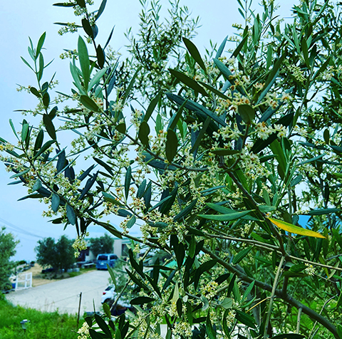 荘内半島オリーブ農園