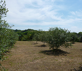 株式会社オリーブジャパン農園